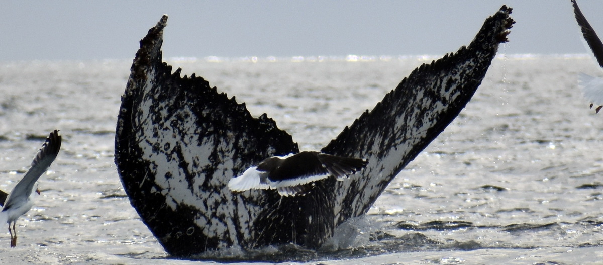 Fluke of BTBEL-Mn19_363NB15_P