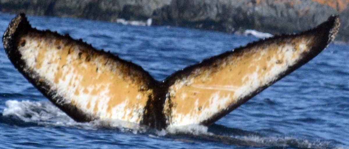 Fluke of BTBEL-Mn20_063NB4_P