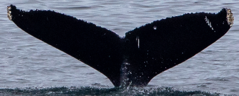 Fluke of CRC-20542