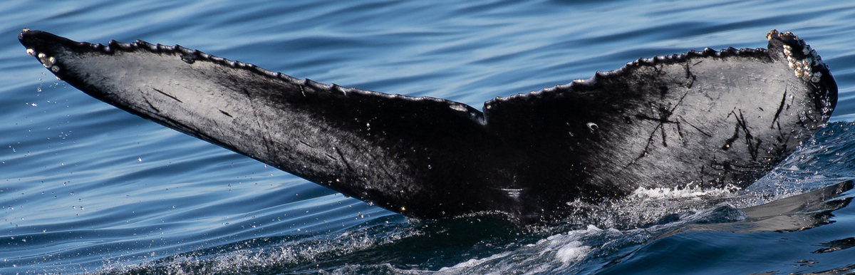 Fluke of Crackle (Salish Sea)