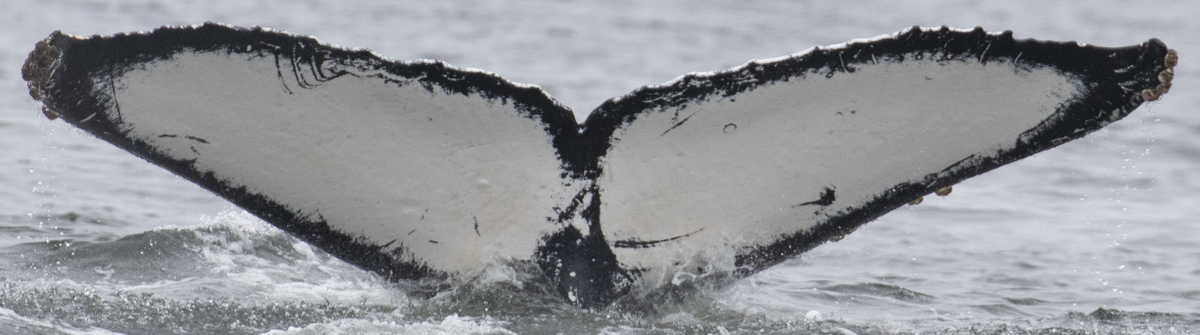 Fluke of CRC-20544