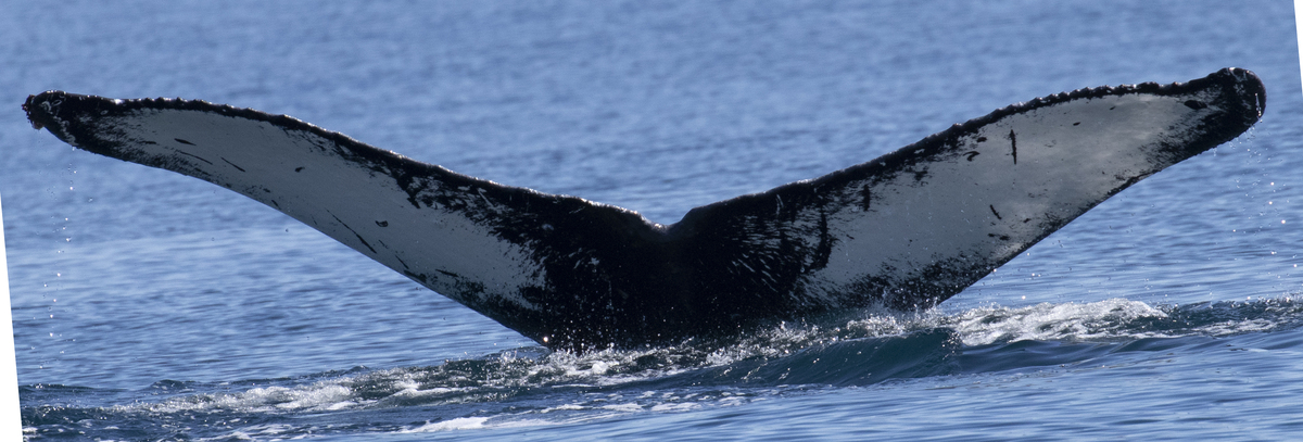 Fluke of CRC-19989