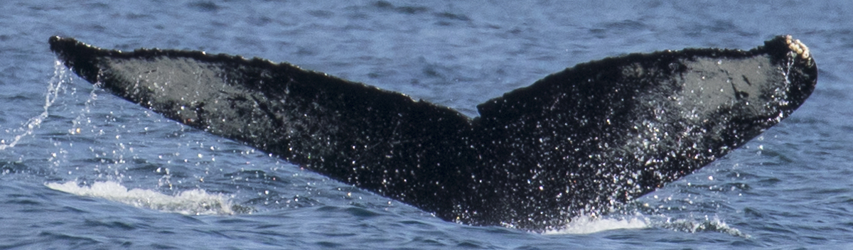 Fluke of CRC-20548