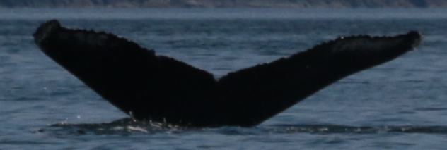 Fluke of Maverick (BC)