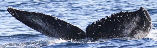 Fluke of Slipstream (Salish Sea)