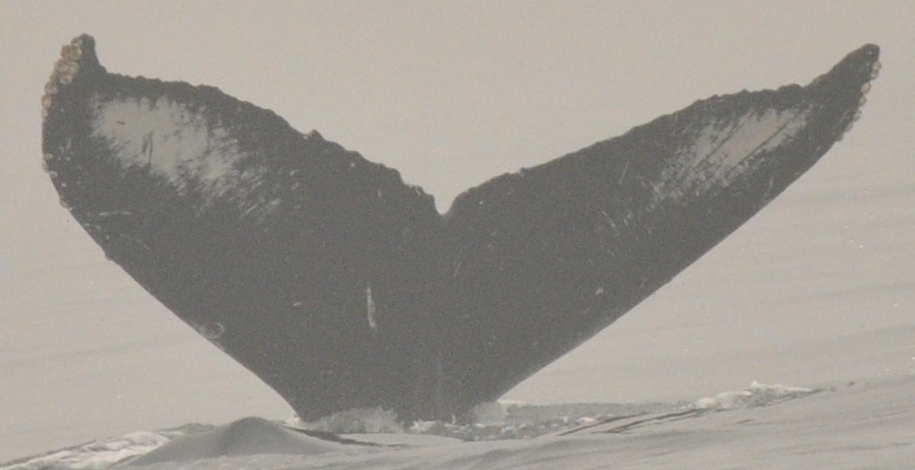 Fluke of CRC-19985
