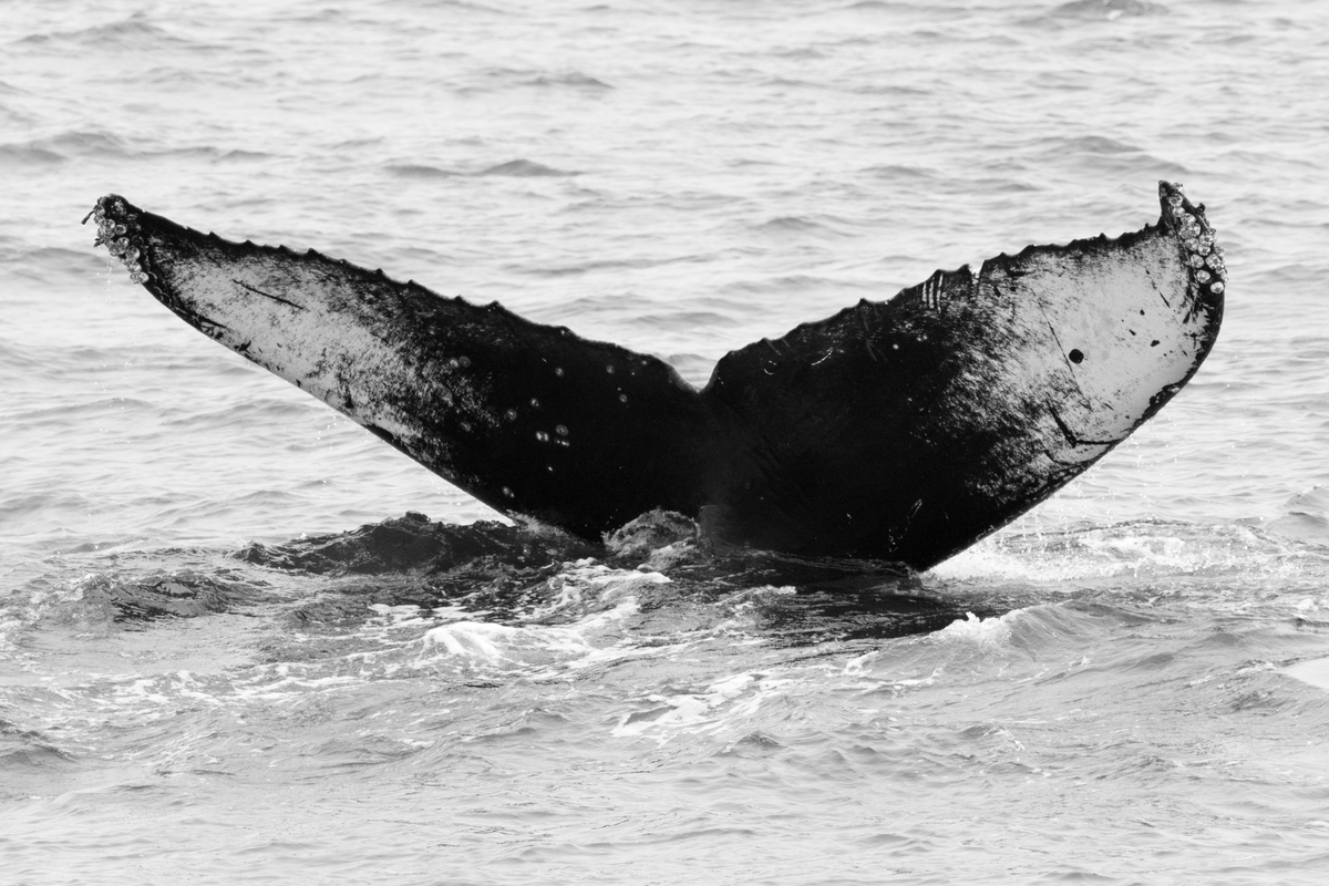 Fluke of CRC-15358