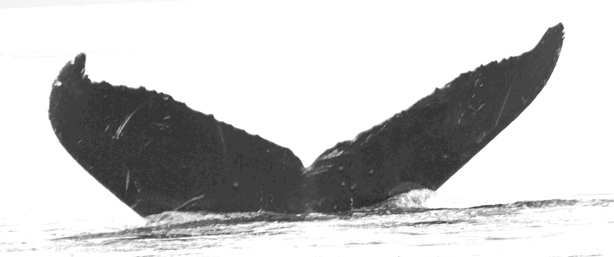 Fluke of Ahab (FS)