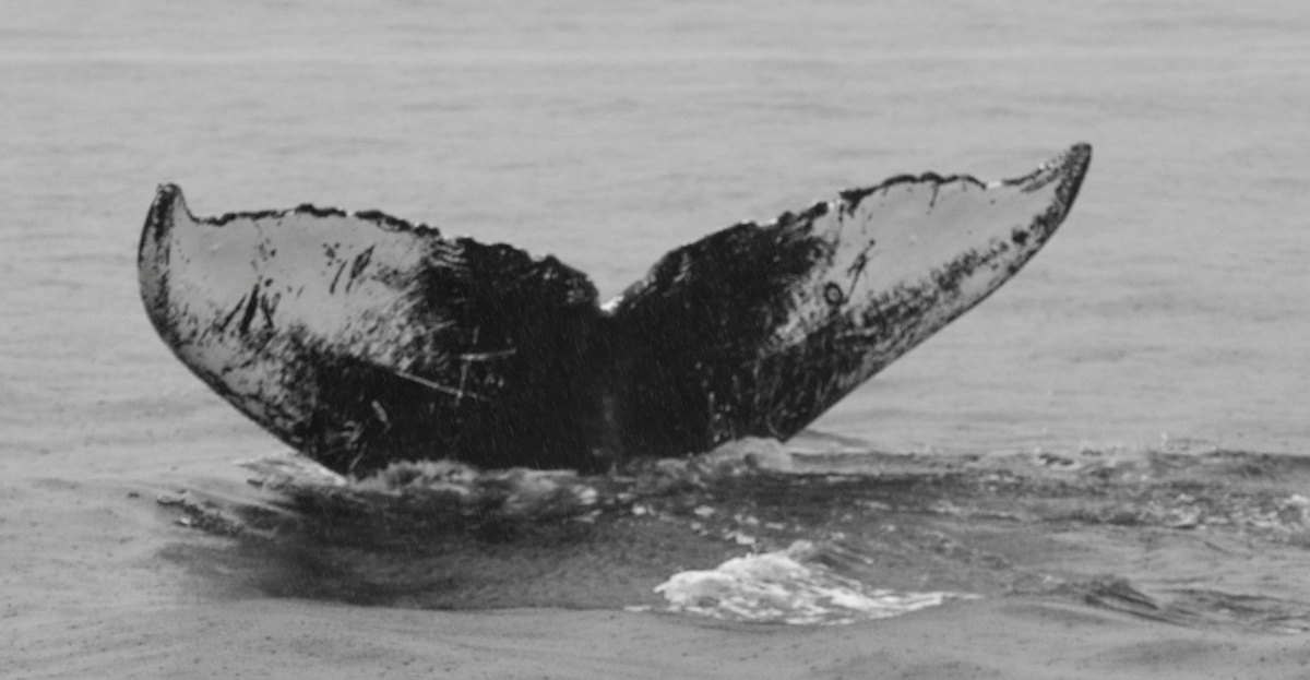 Fluke of Aminita (FS)