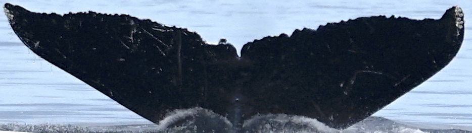 Fluke of Anuenue aka Lono