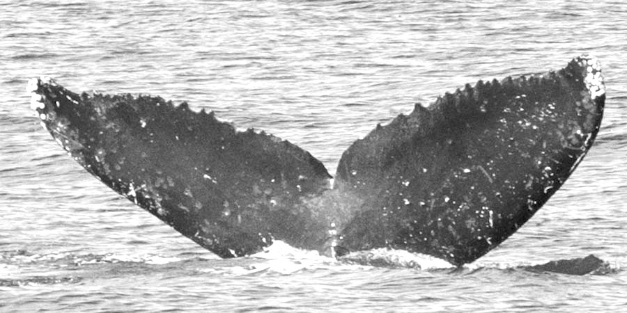 Fluke of Aohololkoa aka Solidago (FS)