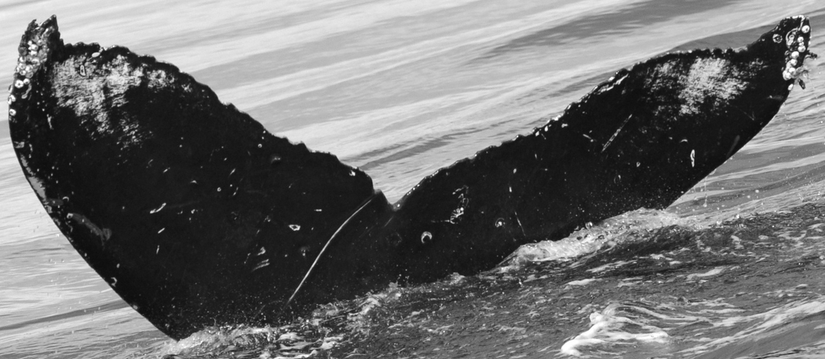 Fluke of Appoggiatura (FS)