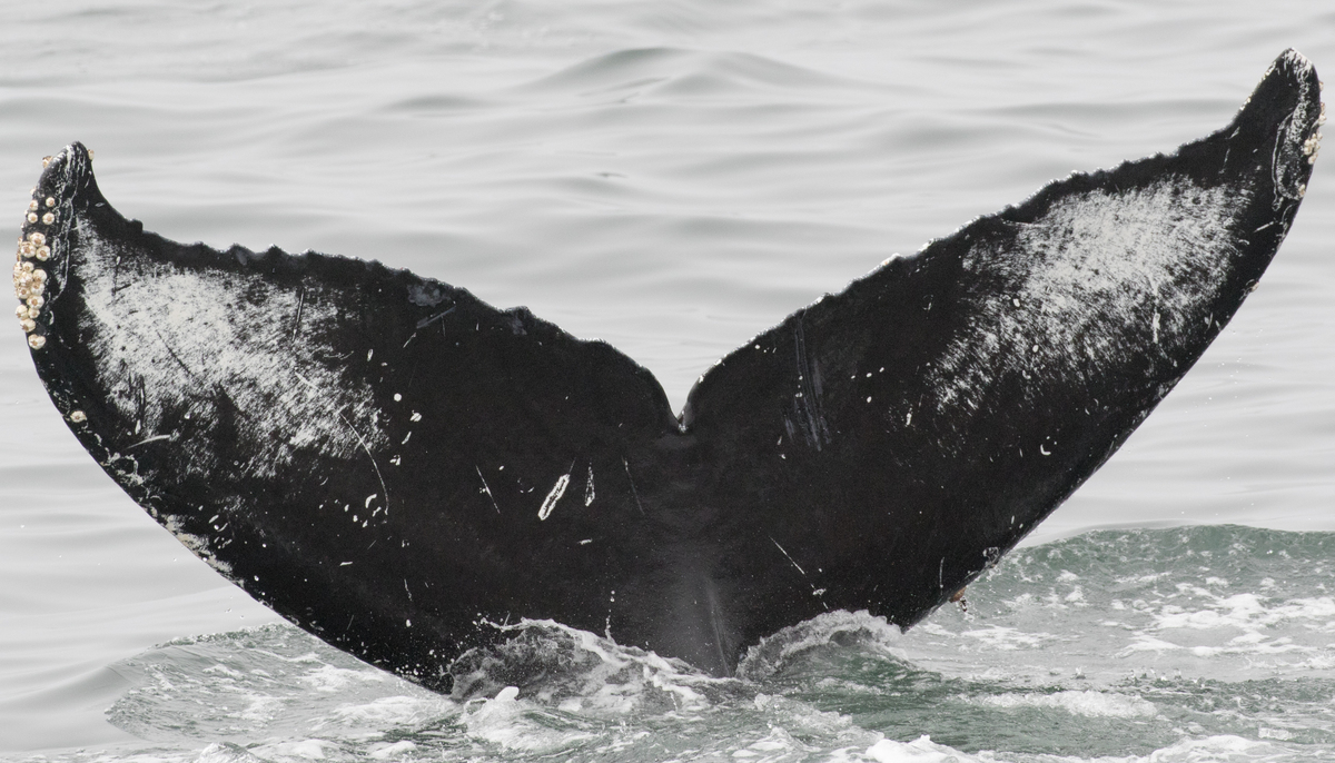 Fluke of CRC-12480