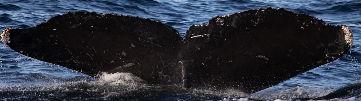 Fluke of Bangese aka Kaunakakai (FS)