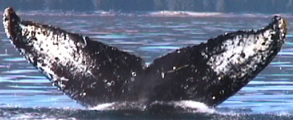 Fluke of BethLuisNuin aka PagesLagoon (FS)