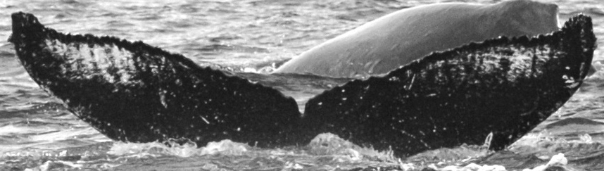 Fluke of BodhiChitta aka Sedna (Juneau)