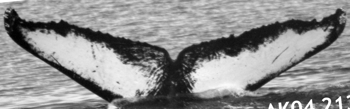 Fluke of Boreophausia (FS)