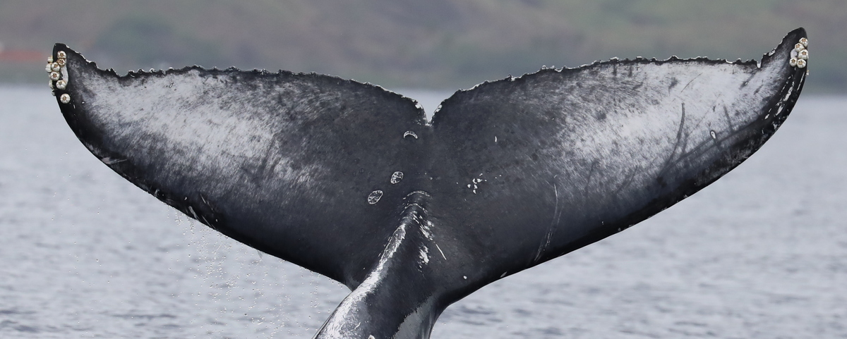 Fluke of HW-MN0442862
