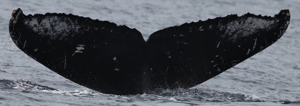 Fluke of HW-MN0442863