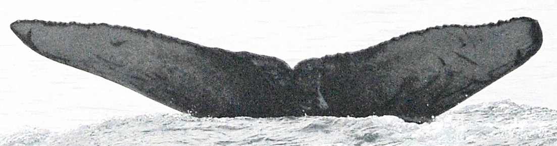 Fluke of HW-MN0401246