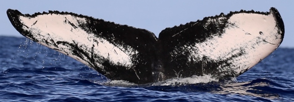 Fluke of HW-MN0442866
