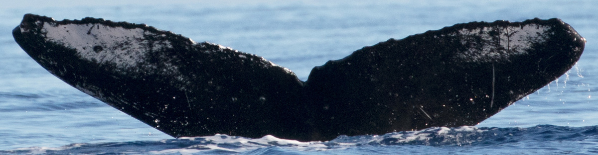 Fluke of HW-MN0442867