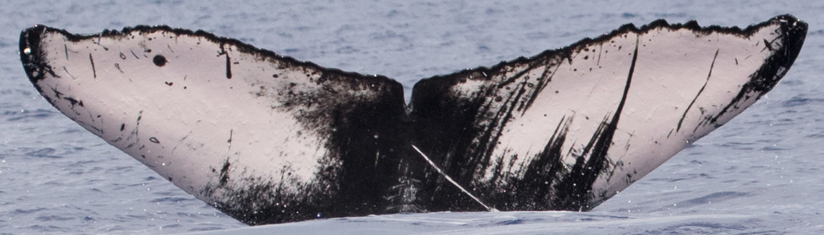 Fluke of HW-MN0442869
