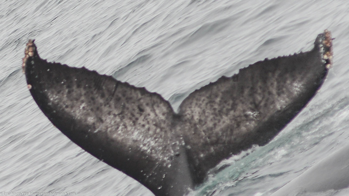 Fluke of Fade (California)