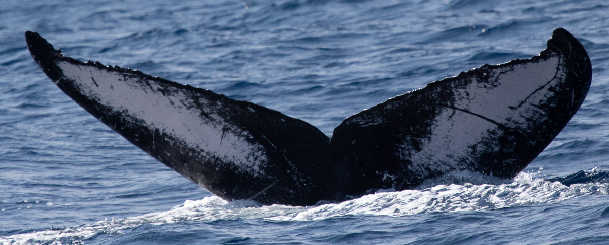 Fluke of HW-MN0442890