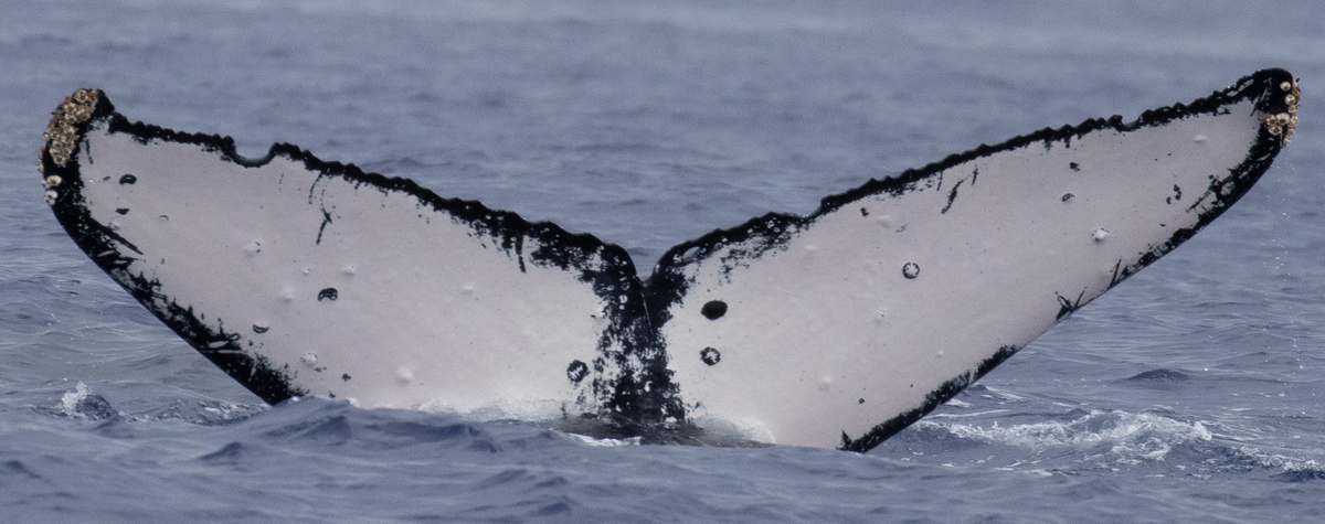 Fluke of HW-MN0442898