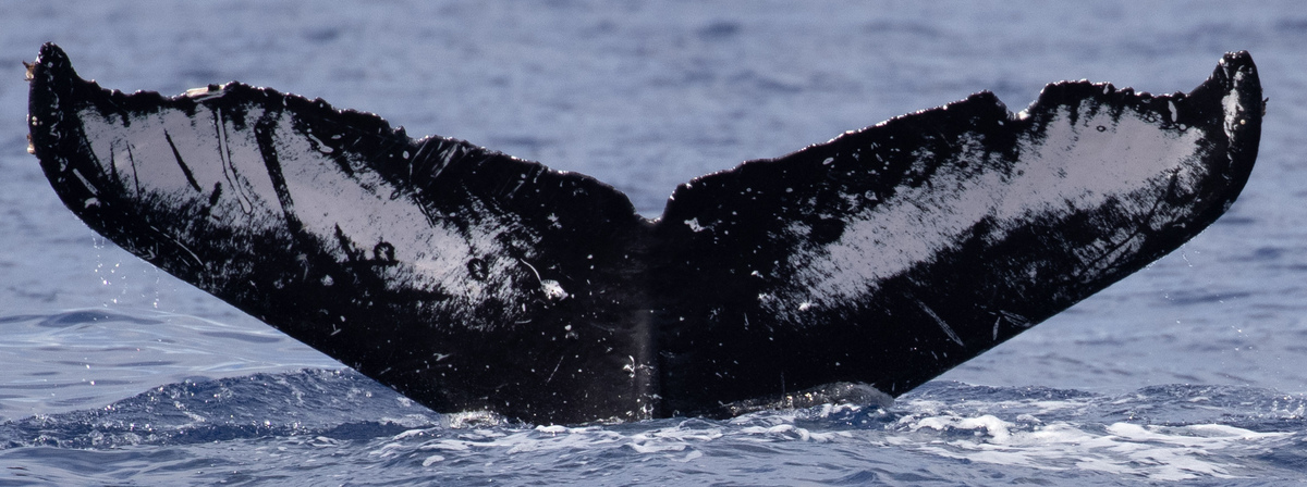 Fluke of HW-MN0442899