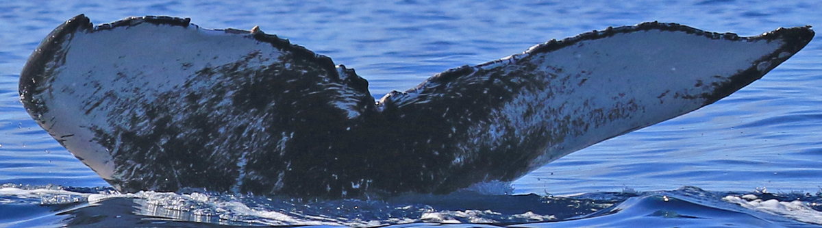 Fluke of HW-MN0442900