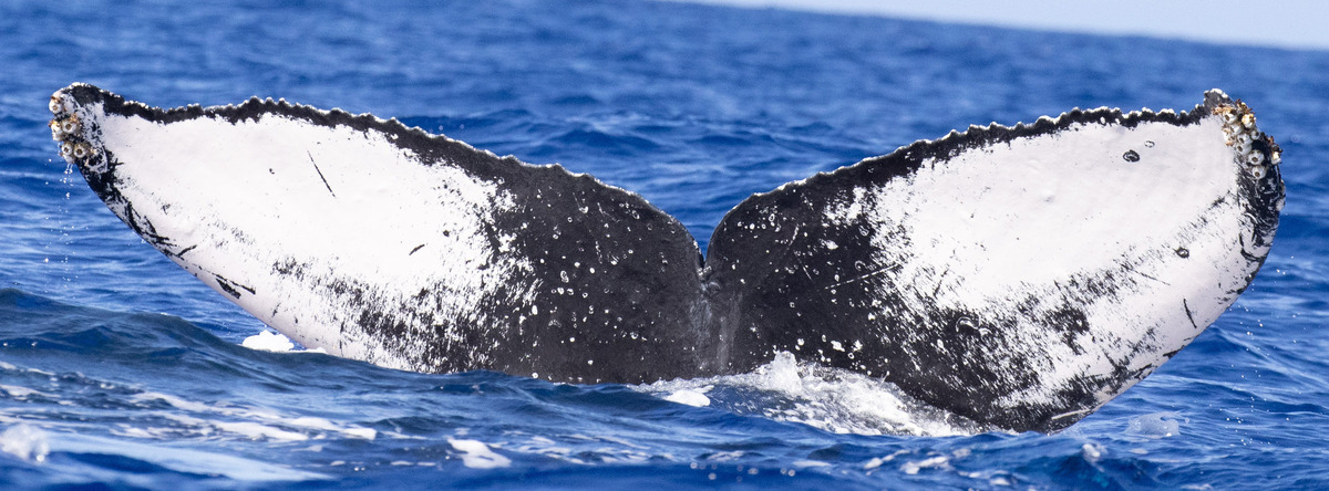 Fluke of HW-MN0442902