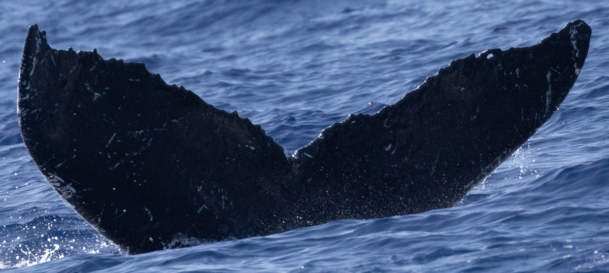 Fluke of HW-MN0442910
