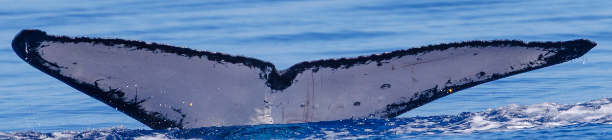 Fluke of HW-MN0442915