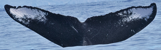 Fluke of HW-MN0442940