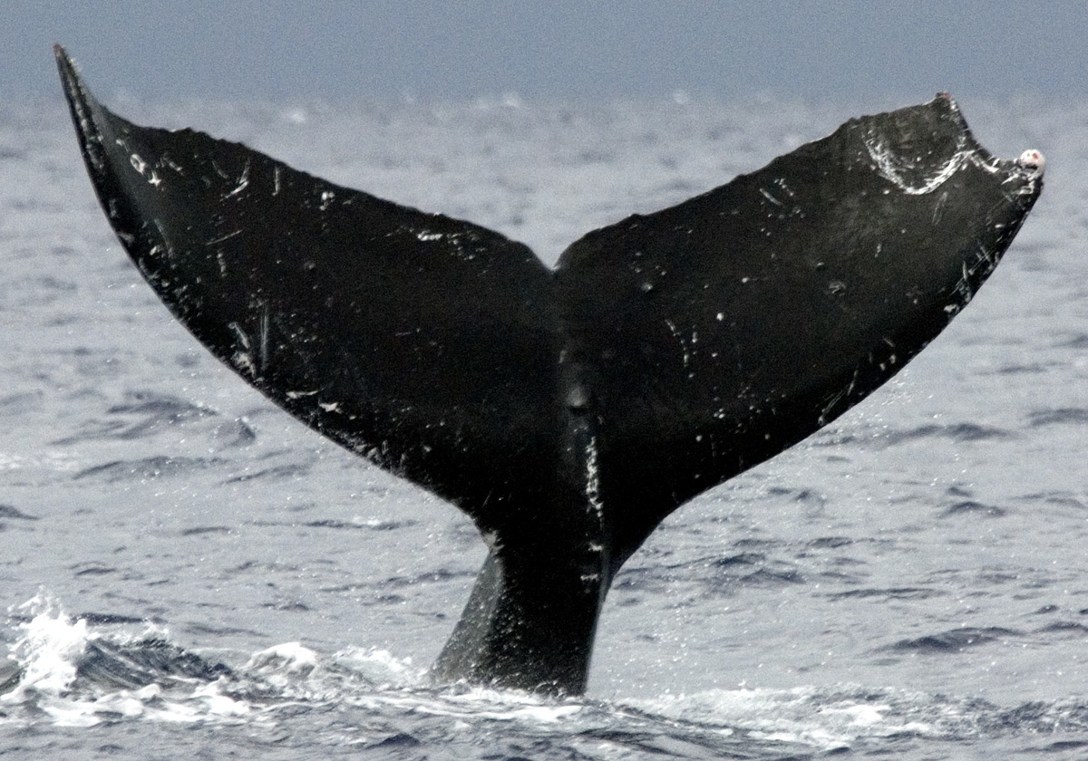 Fluke of HW-MN0442943