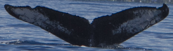 Fluke of HW-MN0442957