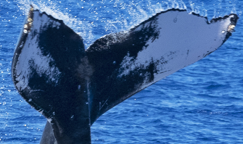 Fluke of HW-MN0442966