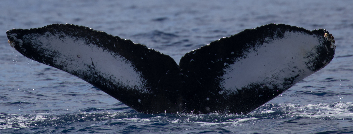 Fluke of HW-MN0442969