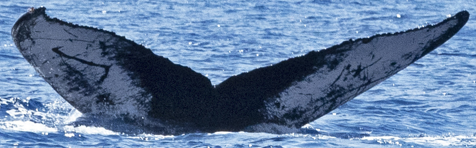 Fluke of HW-MN0442970
