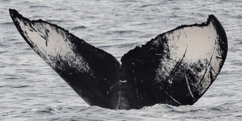 Fluke of HW-MN0442972