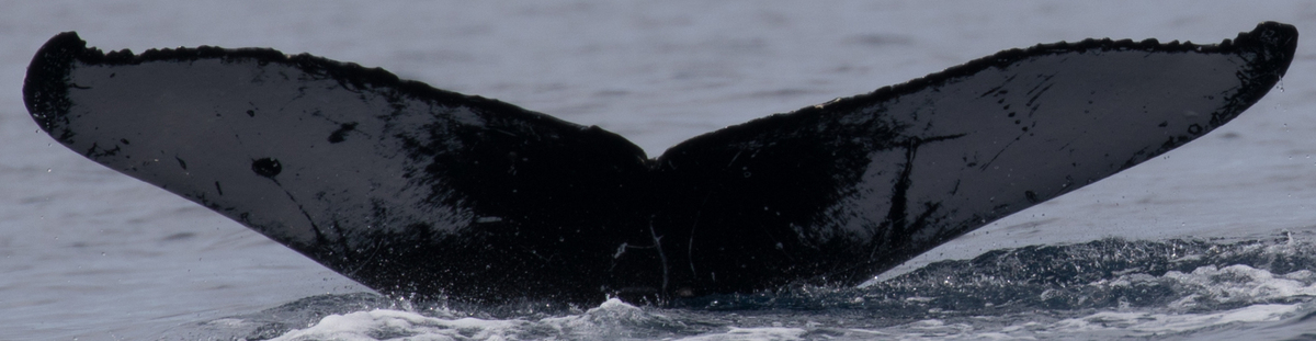 Fluke of HW-MN0442977