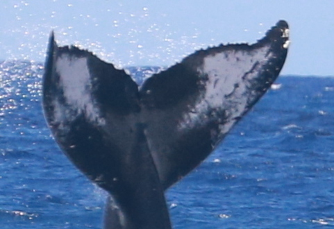 Fluke of HW-MN0442987