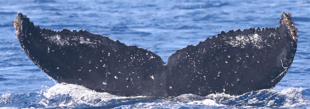 Fluke of HW-MN0442990