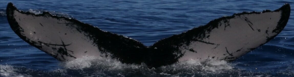 Fluke of HW-MN0443007