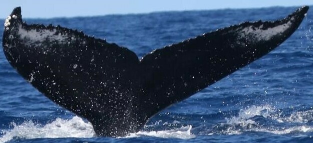Fluke of HW-MN0443011