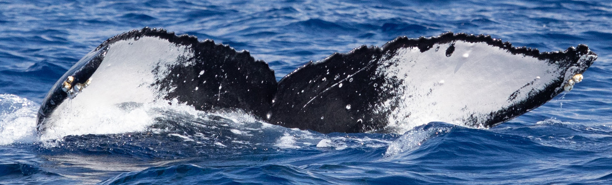 Fluke of HW-MN0443015