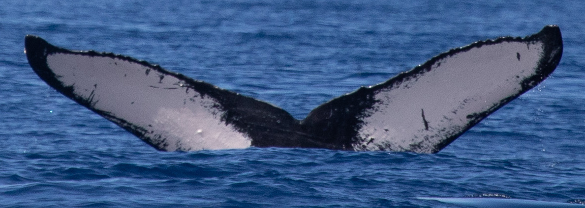 Fluke of HW-MN0443026