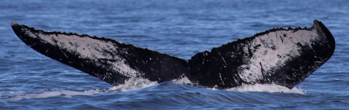 Fluke of HW-MN0443027